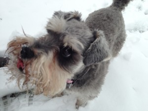Millie the miniature schnauzer