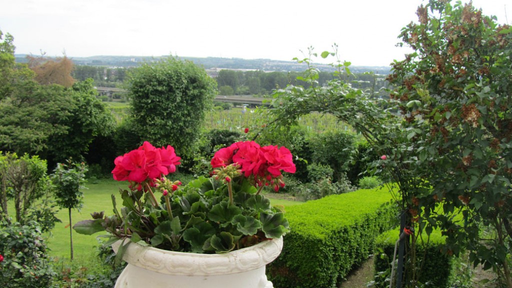 Domdechant Werner vineyard, Germany