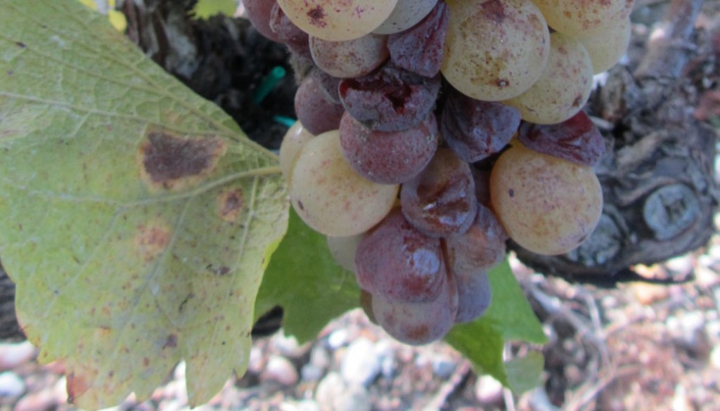 Noble rot, Sauternes