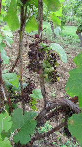 Hail-damaged grapes in Entre deux Mers in 2013