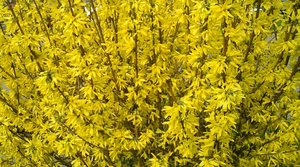 Spring wines in the garden