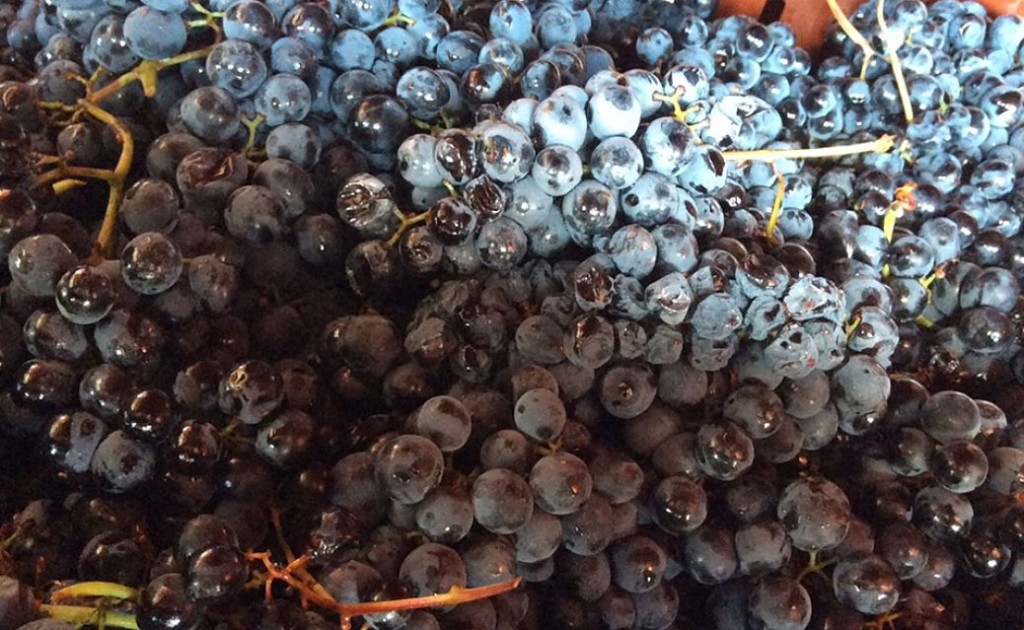 Grapes arrive freshly picked at Taylor's Port Nogueira winery