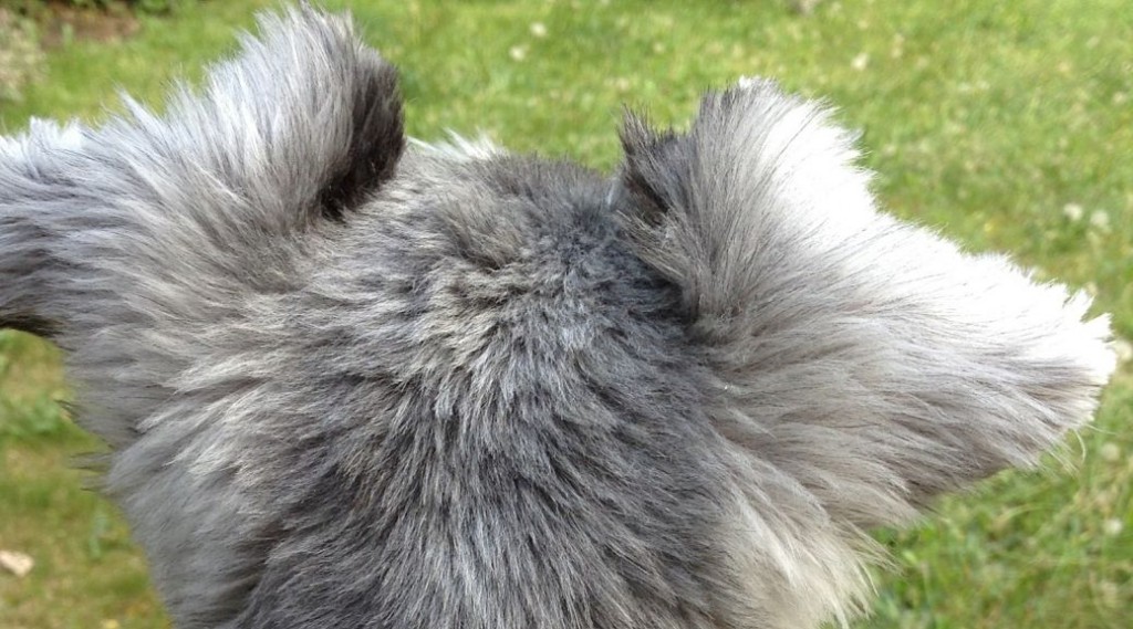 one foot in the grapes wine logo doggie schnauzer