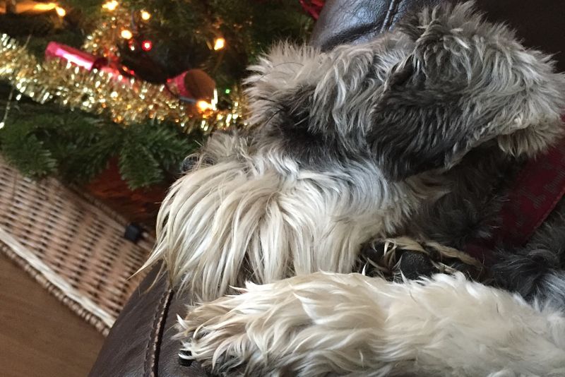 Christmas tree dog 2016