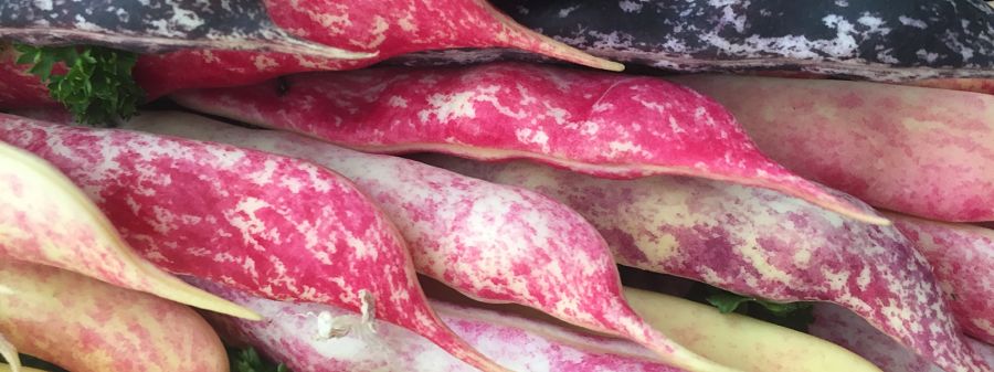Chatsworth summer beans