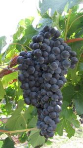 Wine label facts: Many grapes are picked in the cool of the night. Don't read this on a label and think ... ah!! This is so romantic!!