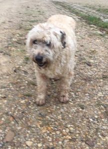 Eau de Vie Bordeaux wines