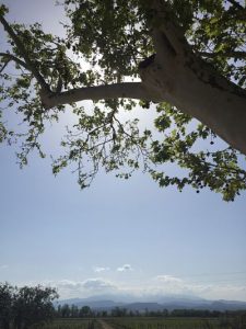 Château Lauriga vineyard Domaines Paul Mas Jean-Claude Mas