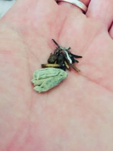 Domaines Paul Mas herbs