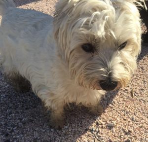 Domaines Paul Mas Jean-Claude Mas