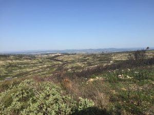 Domaines Paul Mas vineyards herb