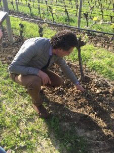 Jean-Claude Mas vineyard