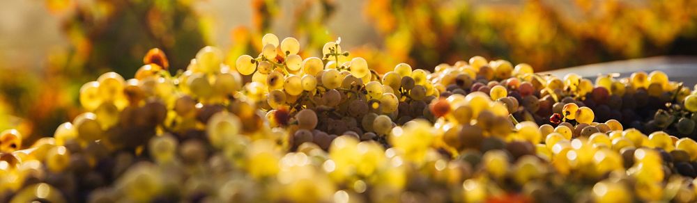 Fairtrade Wine Photo by Thomas Schaefer on Unsplash