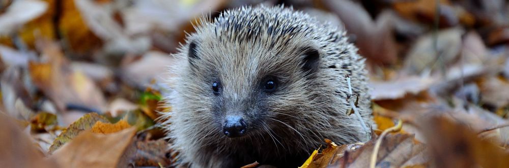 Hedgepig gin supports hedgehogs. Photo by Piotr Łaskawski on Unsplash