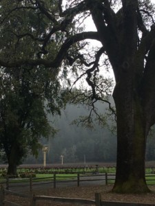 macmurray ranch grounds