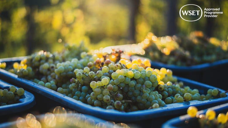Study WSET wine qualifications with One Foot in the Grapes